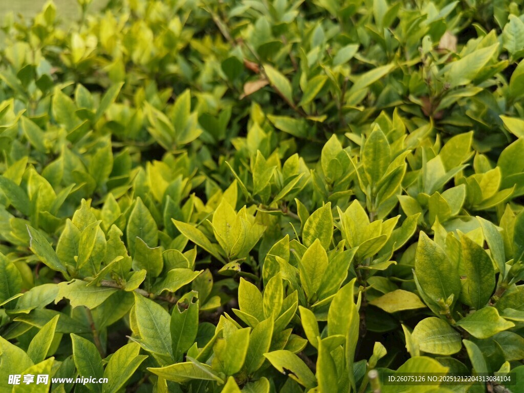 翠绿繁茂的灌木丛