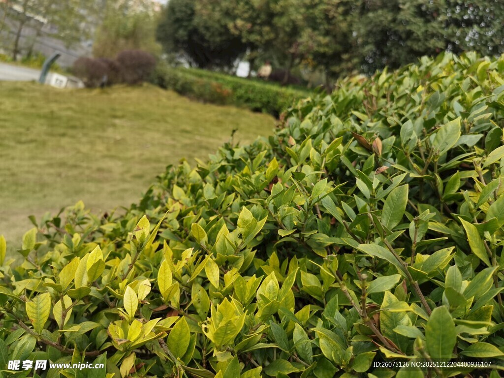 翠绿灌木丛春日好景致