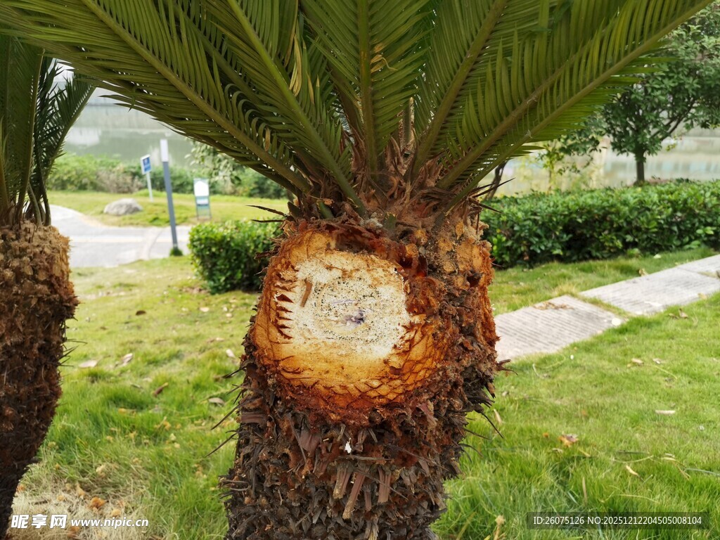 树干上的奇特圆形痕迹
