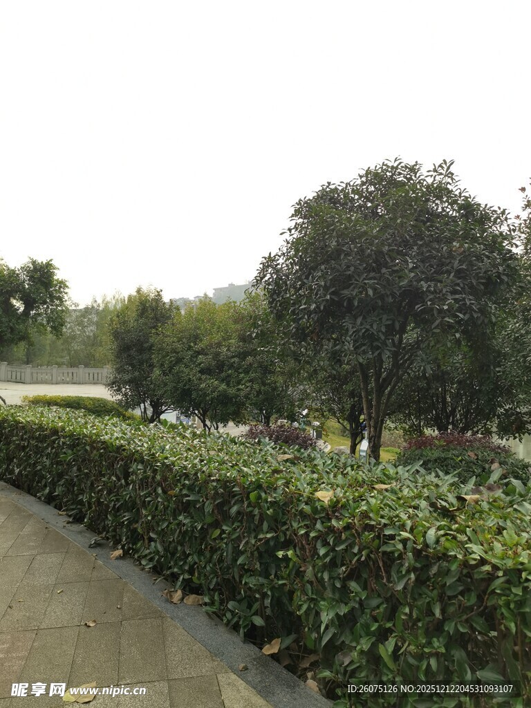 路边整齐绿植景观