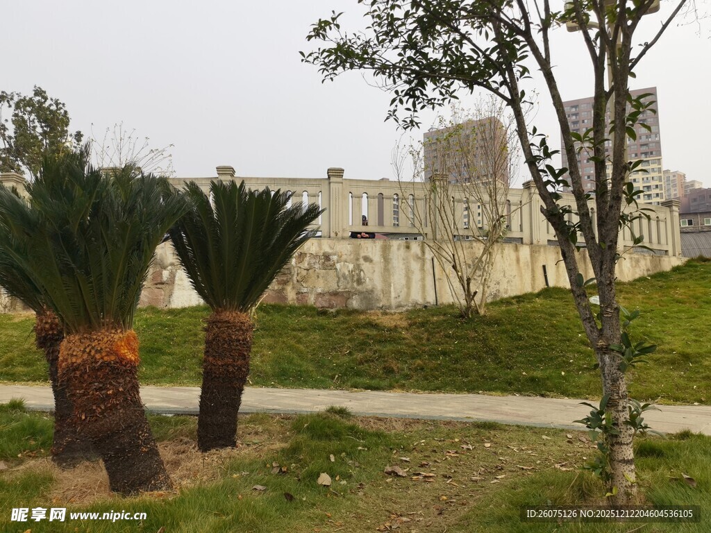 古老城堡旁的特色棕榈树
