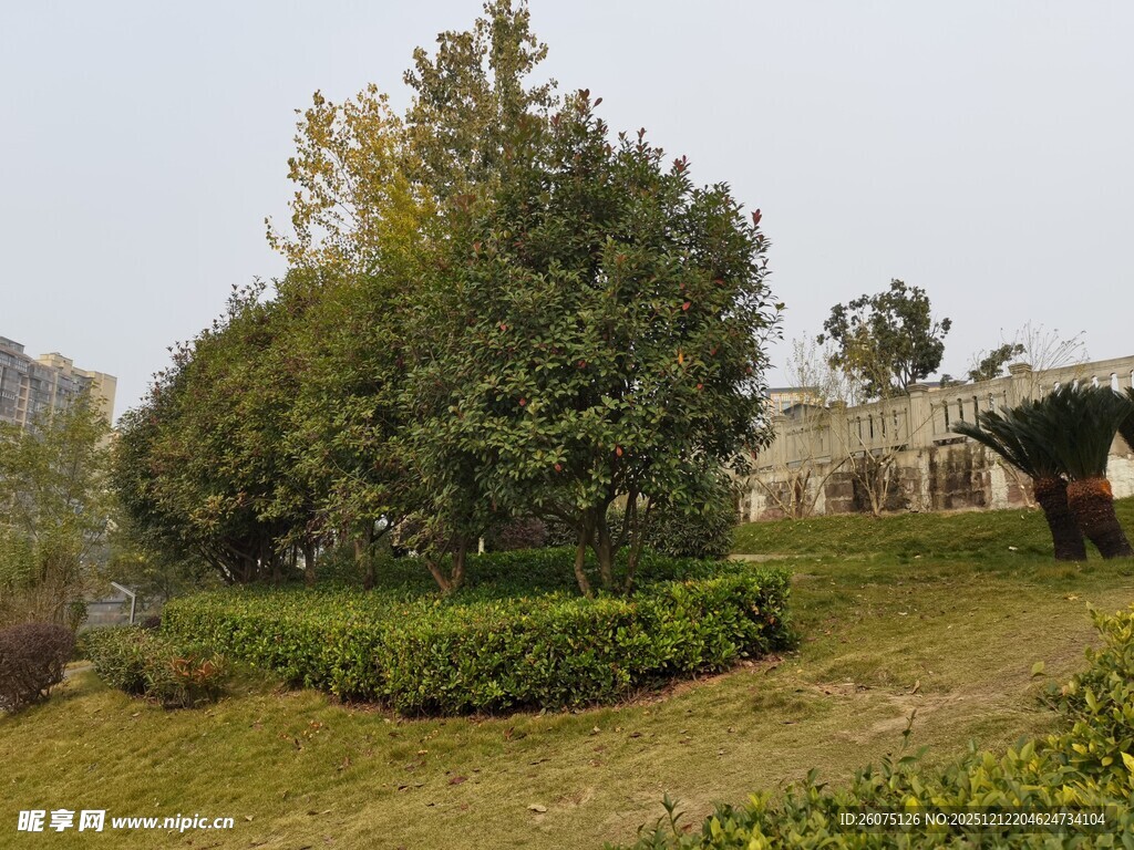 乡村自然风光中的绿树景观