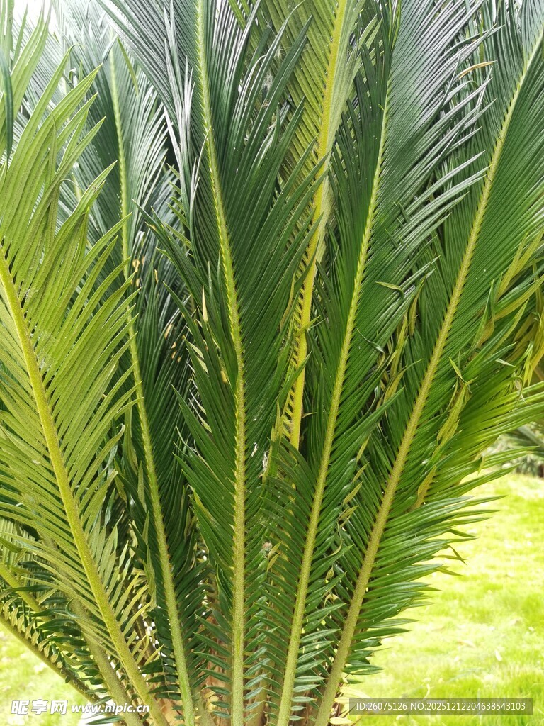 翠绿挺拔的苏铁枝叶