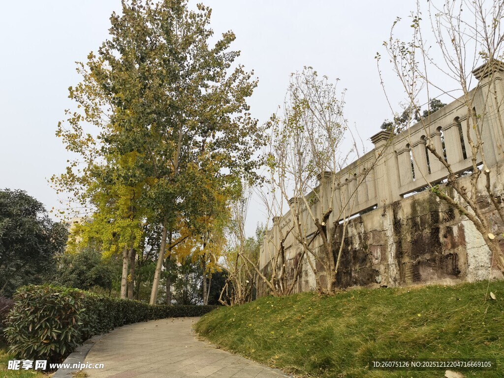 秋日小径旁的绿植与围墙