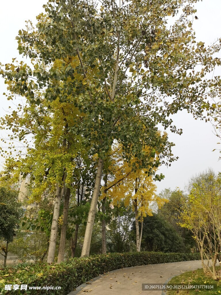 秋日林荫小道风景