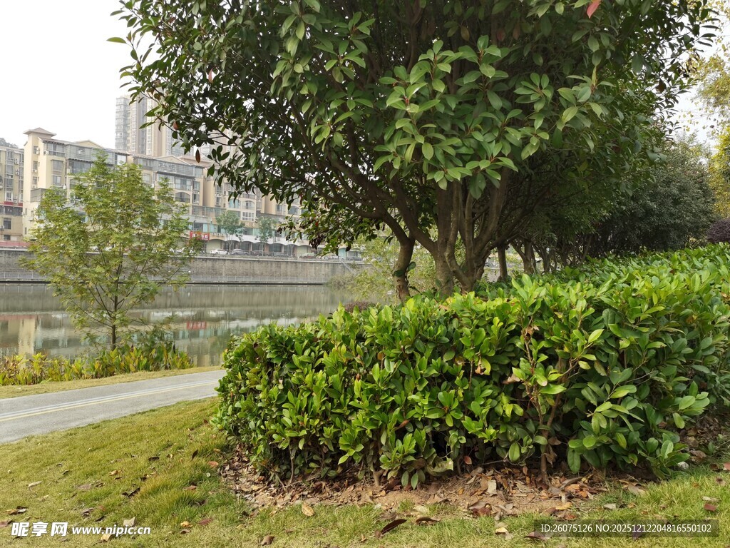 城市公园中的绿植景观