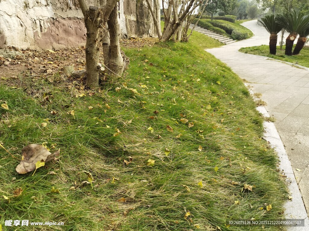 路边草地与树木景观