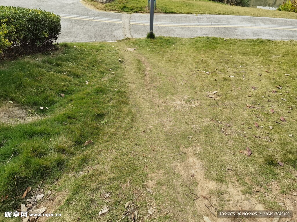 草地中踏出的一条小径