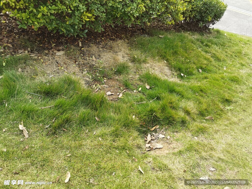 草坪局部斑秃景象