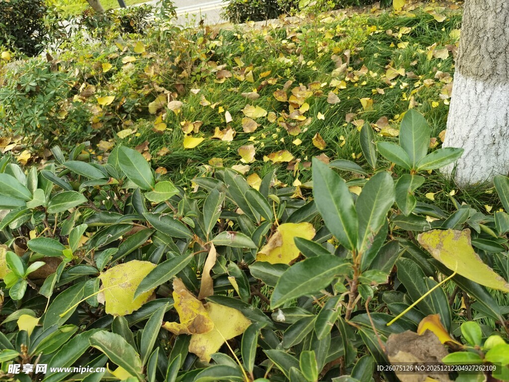 绿叶丛中的黄色叶片