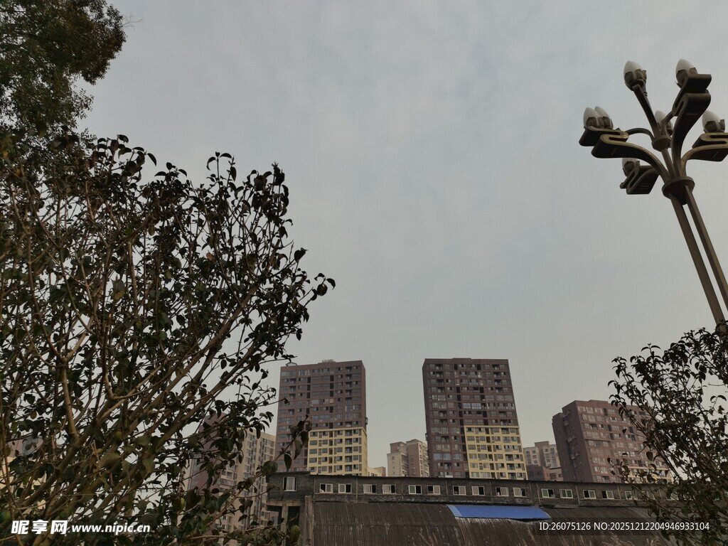 城市高楼与树木景观