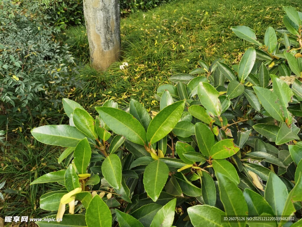 绿叶繁茂的植物景观