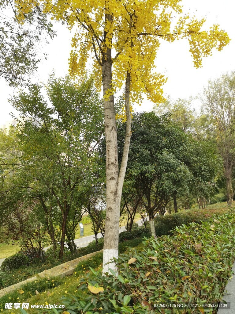 秋日公园中的金黄树木