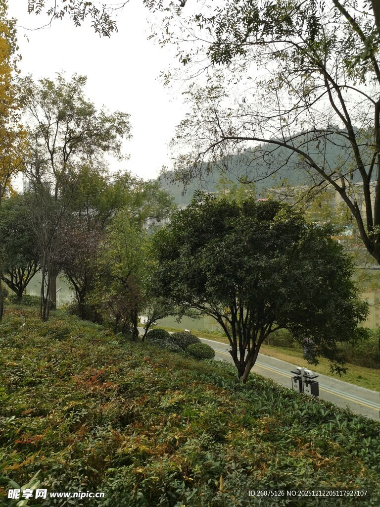 山间小径旁的繁茂绿植