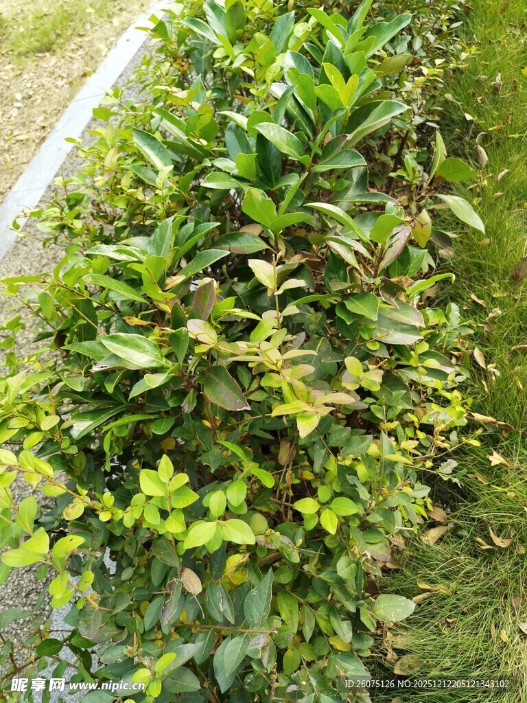 绿叶繁茂的灌木丛