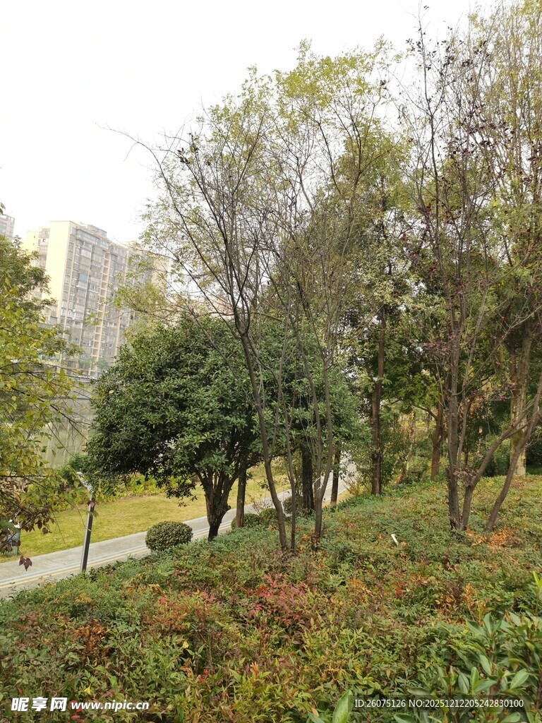 城市中的静谧绿植景观