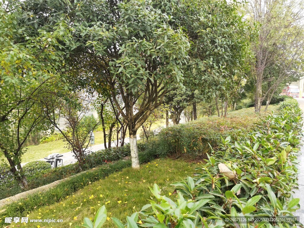 绿意盎然的公园景致