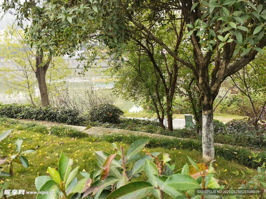 林间绿意盎然的自然景致