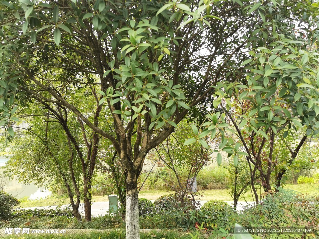 绿意盎然的树林景观