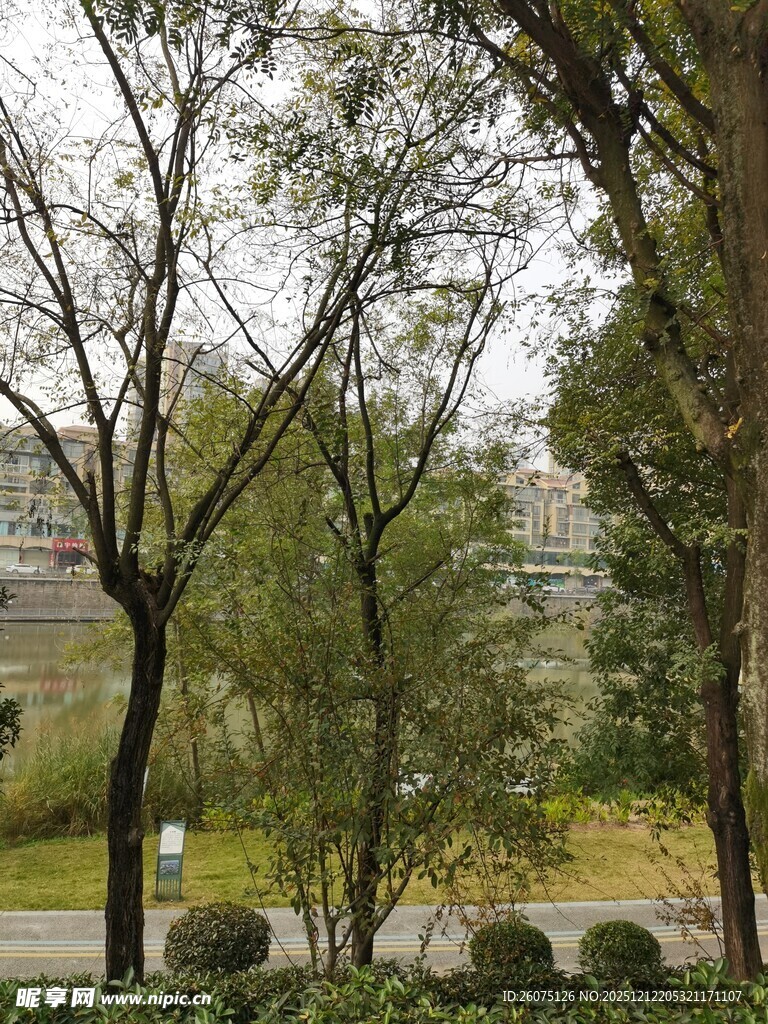 城市中的绿树与建筑景观