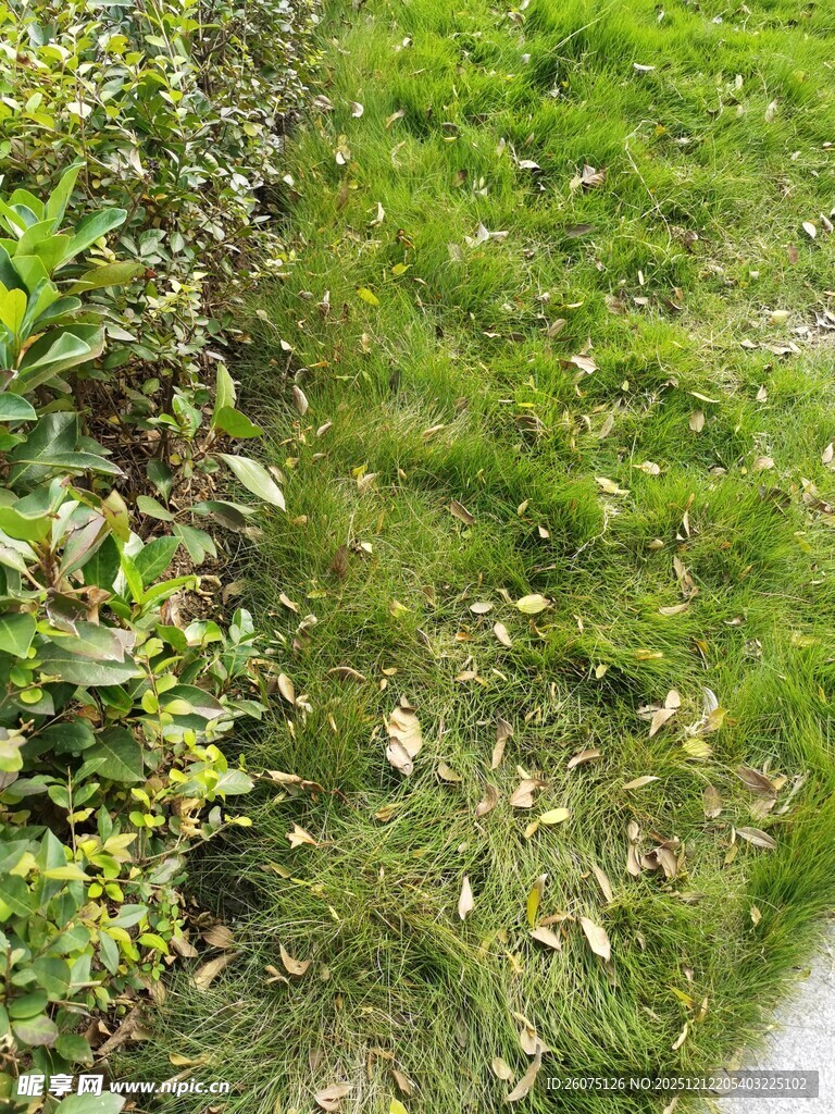 绿意盎然的草地与植物