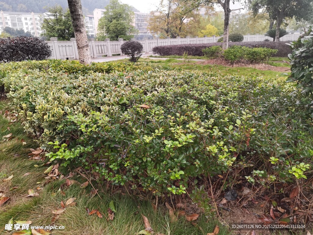 城市绿化带景观