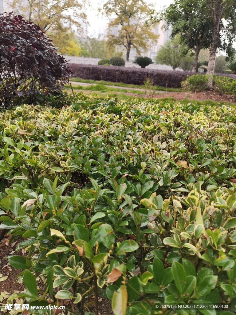 绿意盎然的植物景观