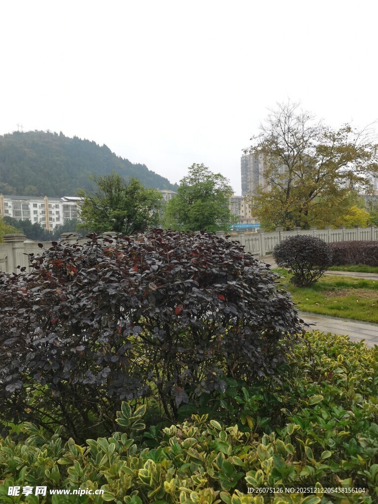 园林景观中的多彩灌木花丛