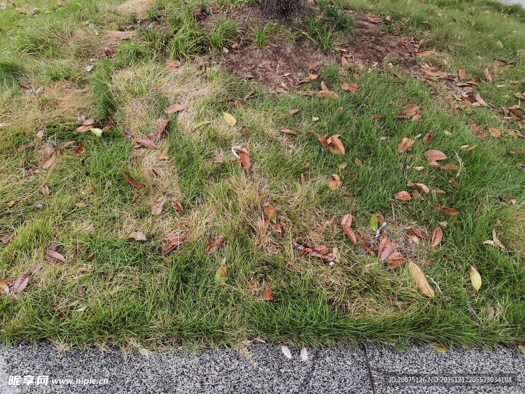 路边草地枯叶散落