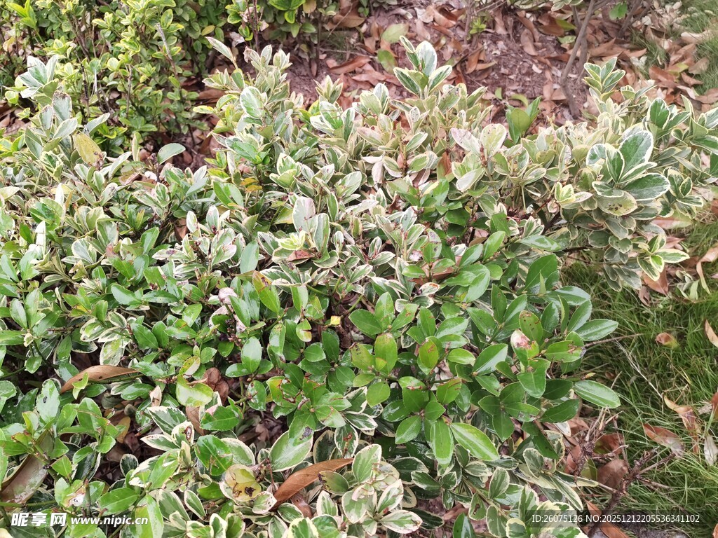 绿叶繁茂的灌木丛