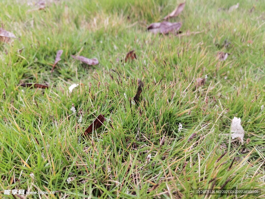 草地上的蘑菇与落叶