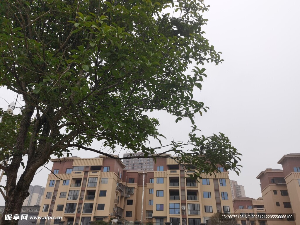 绿树掩映下的居民楼