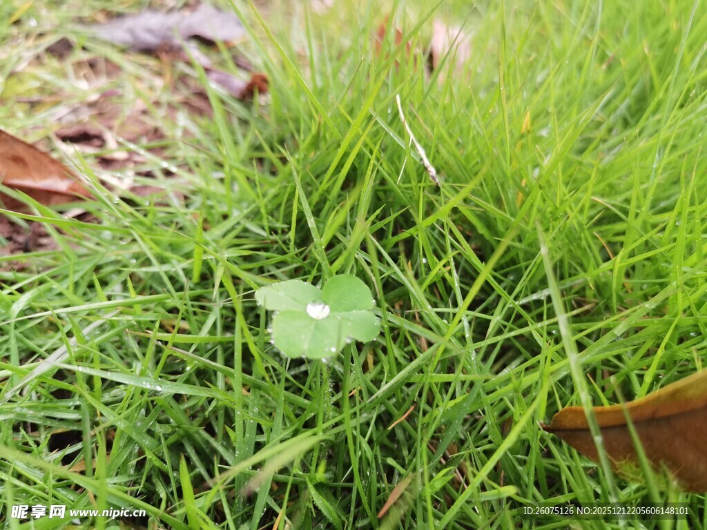 嫩绿草丛中的小绿叶
