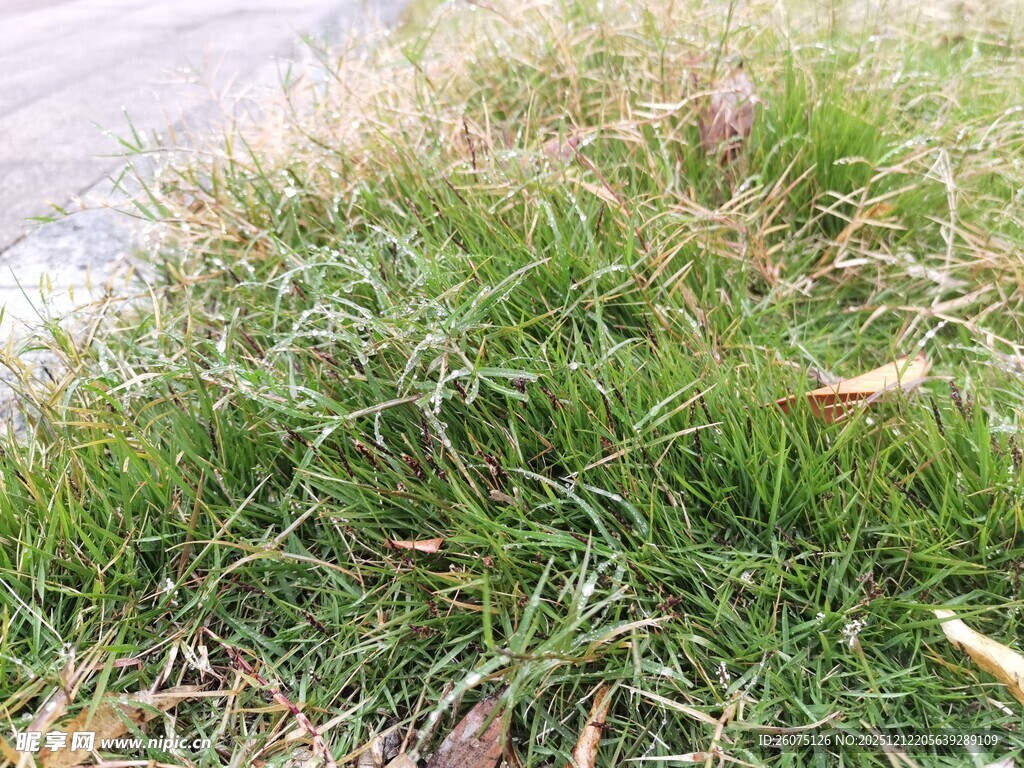 路边翠绿草地景象