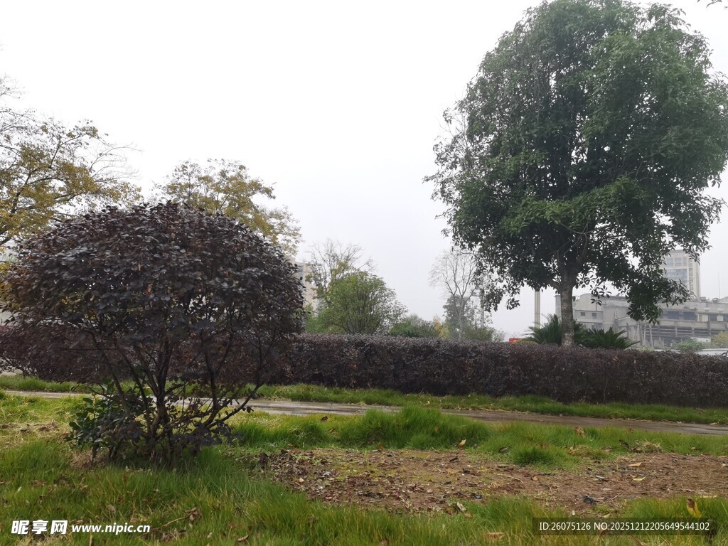 户外园林景观绿植场景