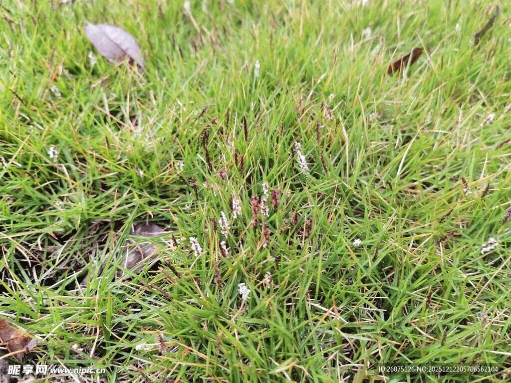 翠绿草地中的一抹紫色