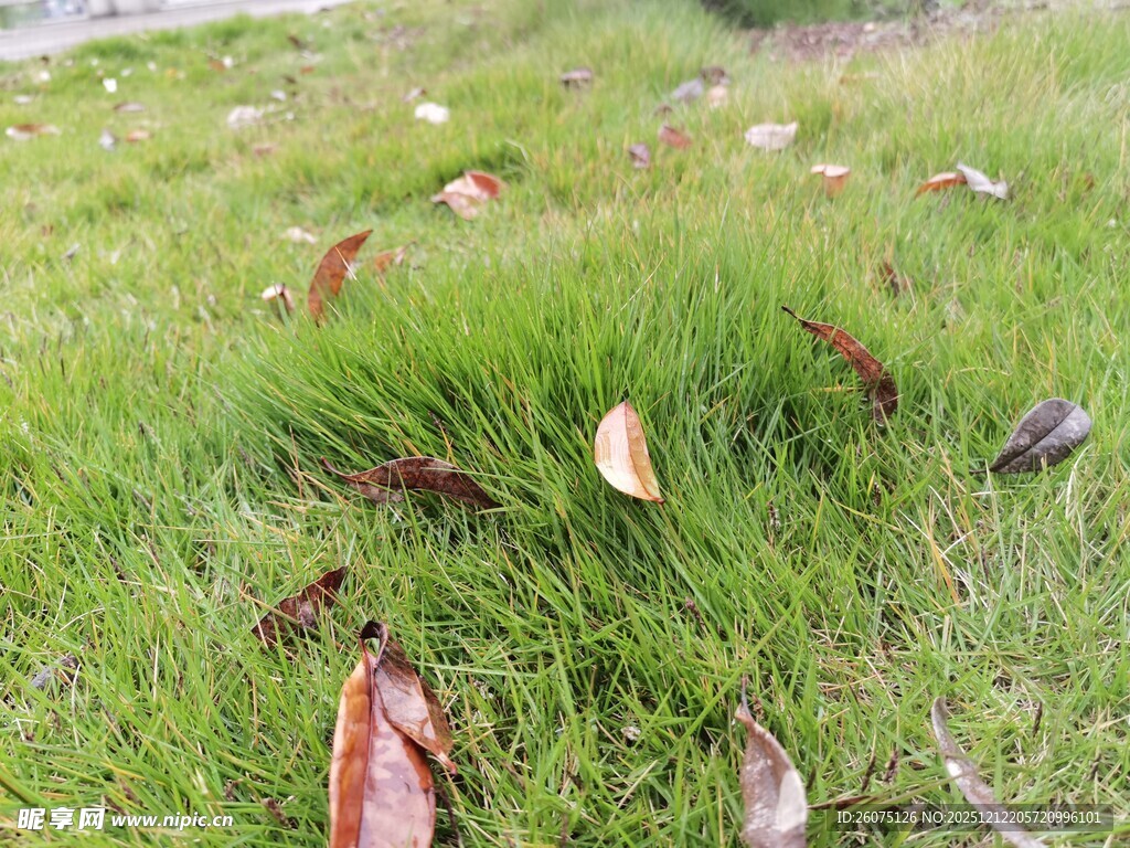 草地上的枯叶与绿草