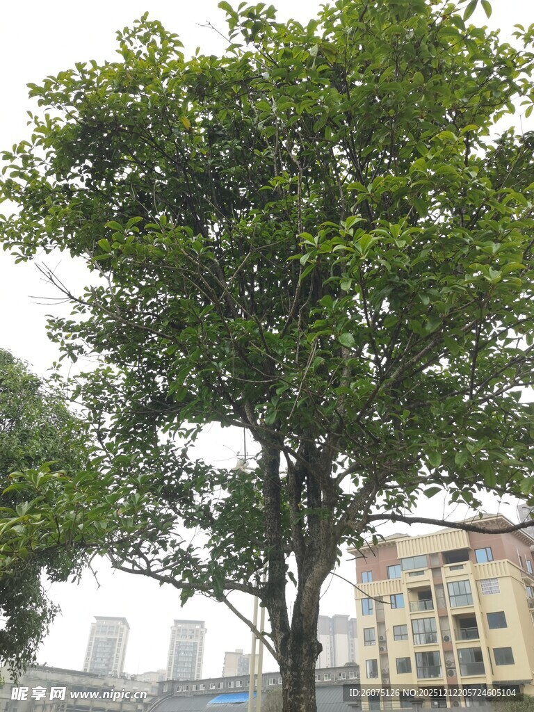 城市中的葱郁大树