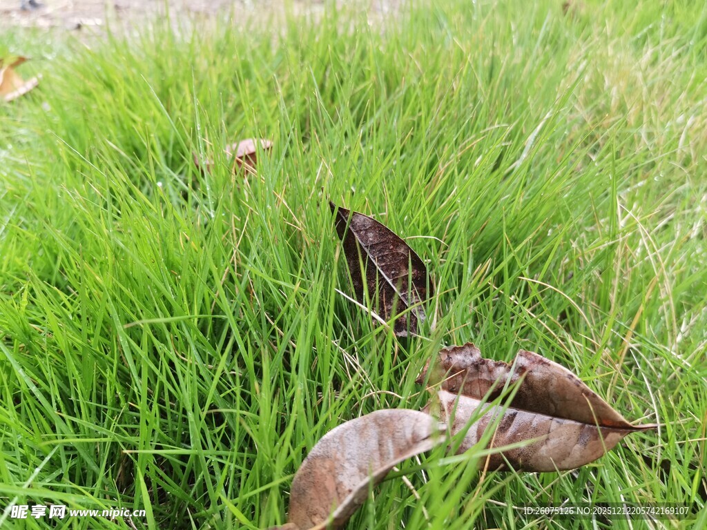 草丛中的枯叶