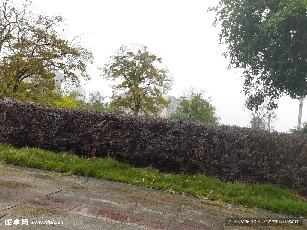 石砌围墙旁的绿地与树木