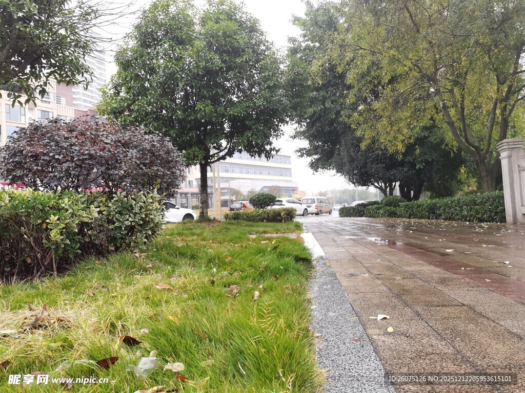 雨后湿润的林荫小道