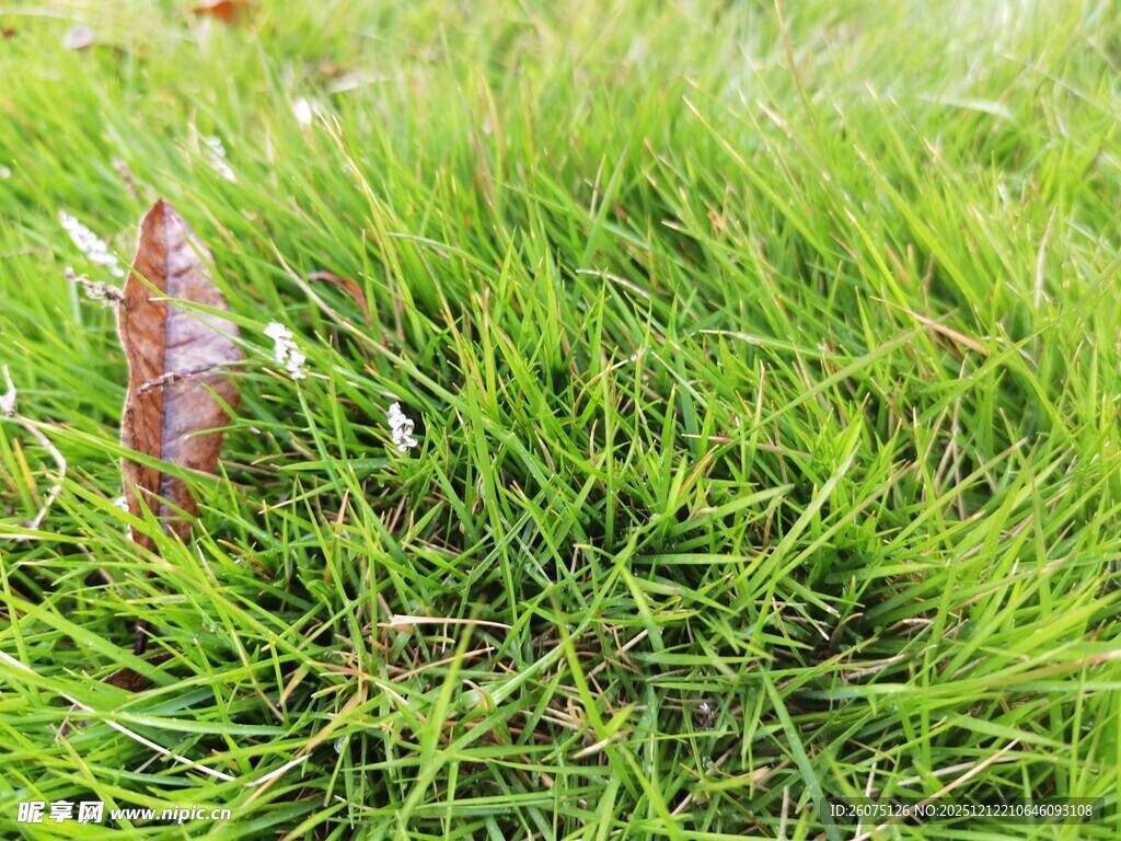 草地上的一片枯叶