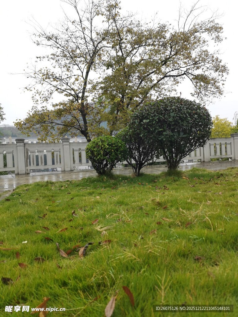 草地旁的树木与白色建筑