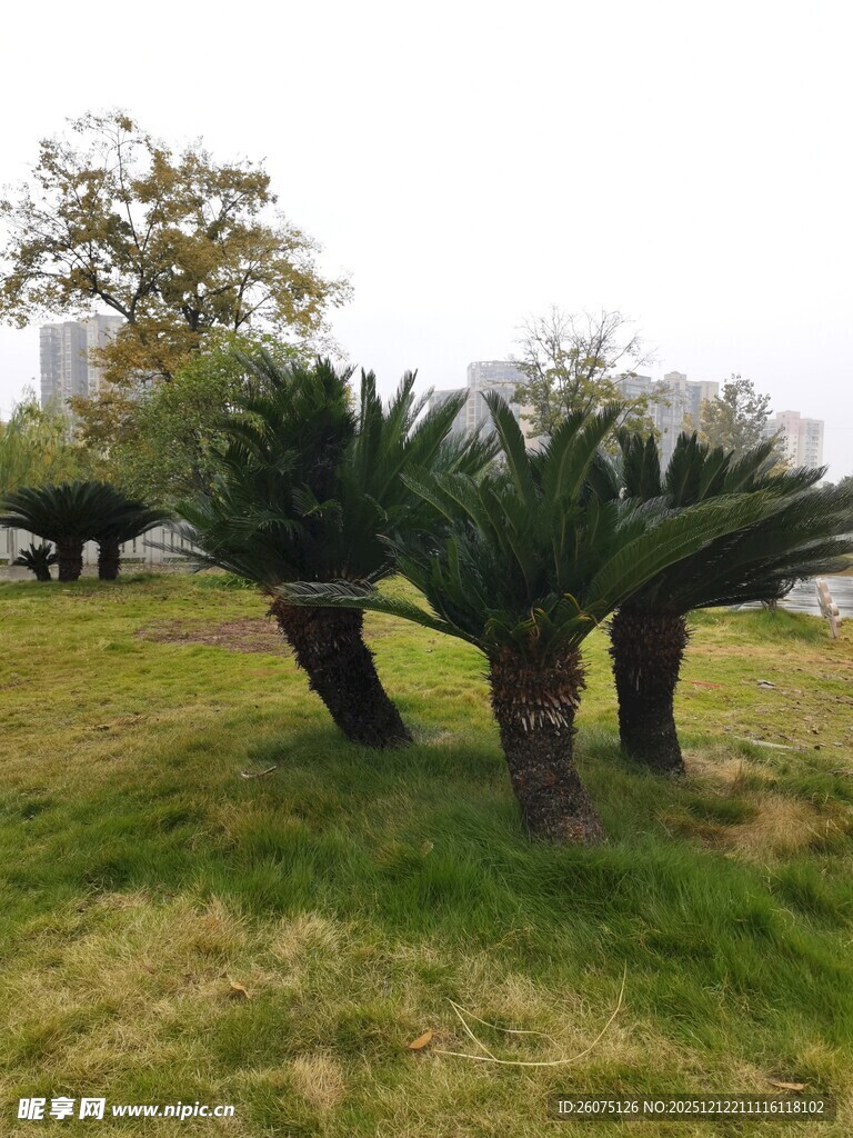 草地上的几株铁树