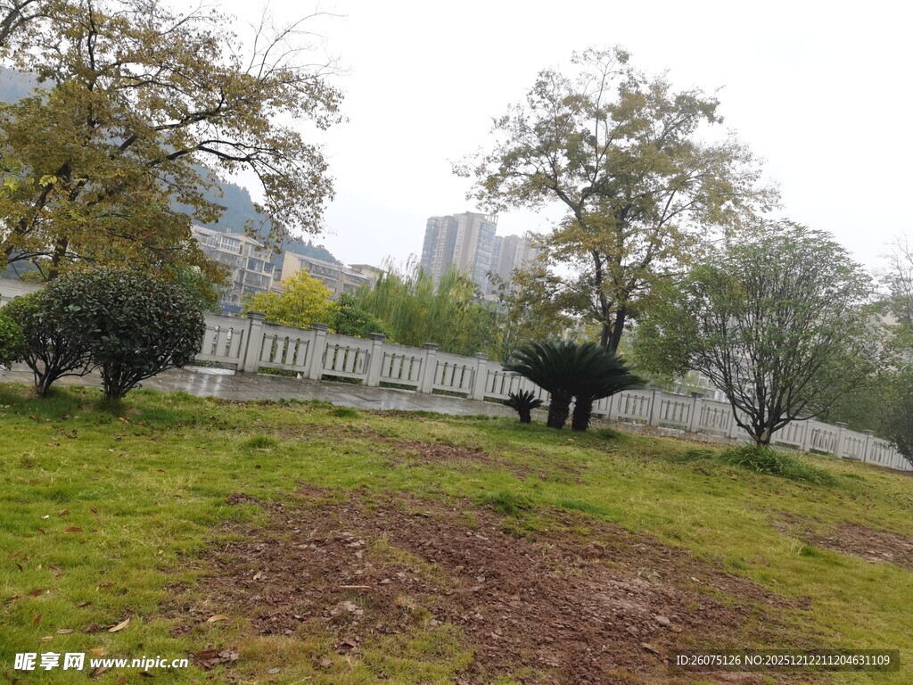 草地上的牛与树木景观