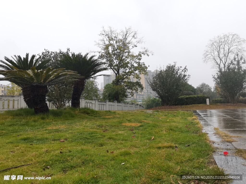 雨中草地与树木景观