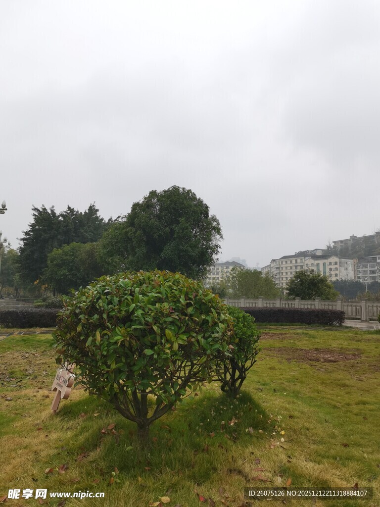 庭院中的葱郁灌木