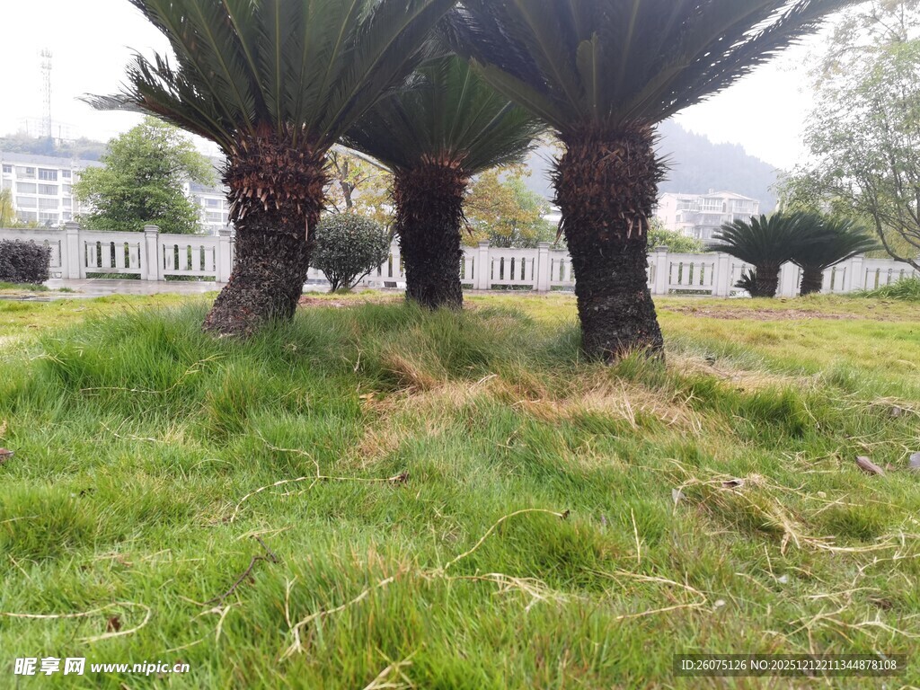 户外草坪上的几棵棕榈树