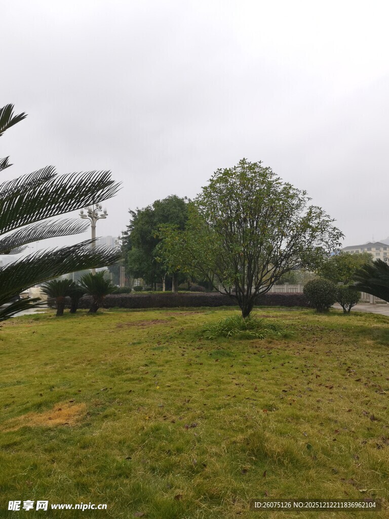 户外草地与停放的飞机