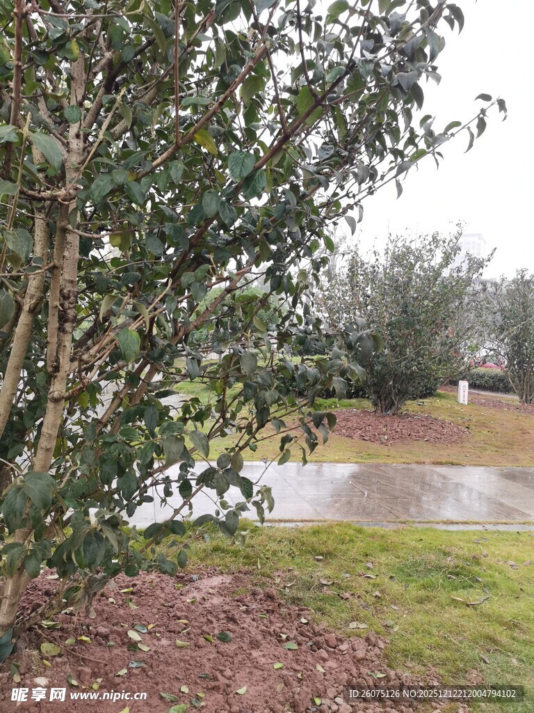 户外树木环绕的积水场景